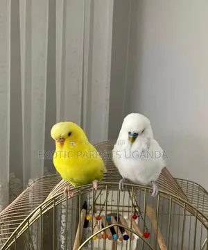 Lovebirds Trained Available
