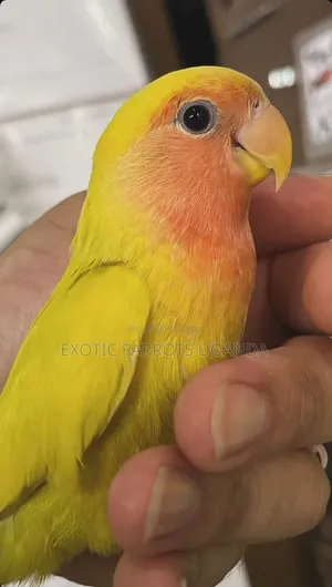 Lovebirds Available for Now