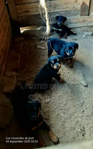 1-3 months Male Purebred Rottweiler