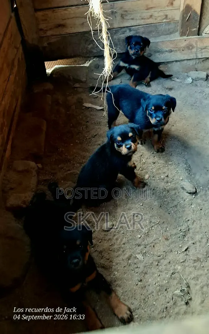 1-3 months Male Purebred Rottweiler