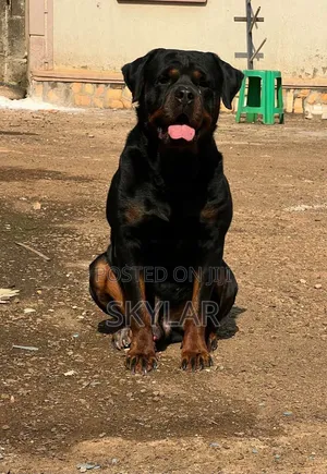 1-3 months Male Purebred Rottweiler