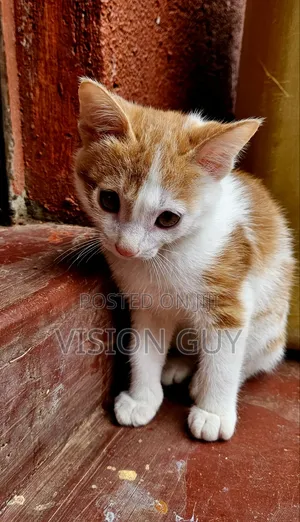 1-3 months Male Mixed Breed Exotic