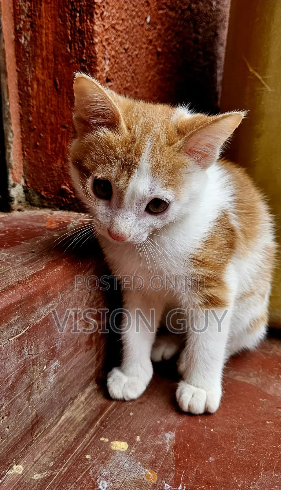1-3 months Male Mixed Breed Exotic