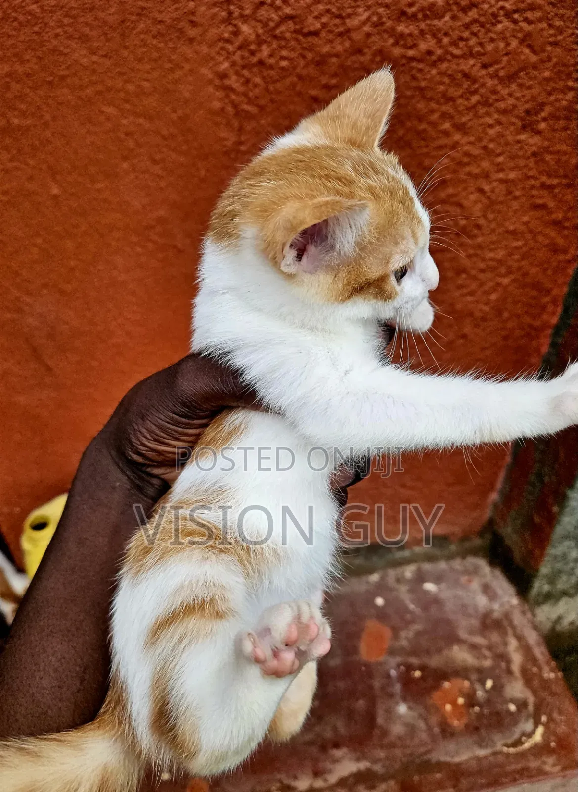 1-3 months Male Mixed Breed Exotic
