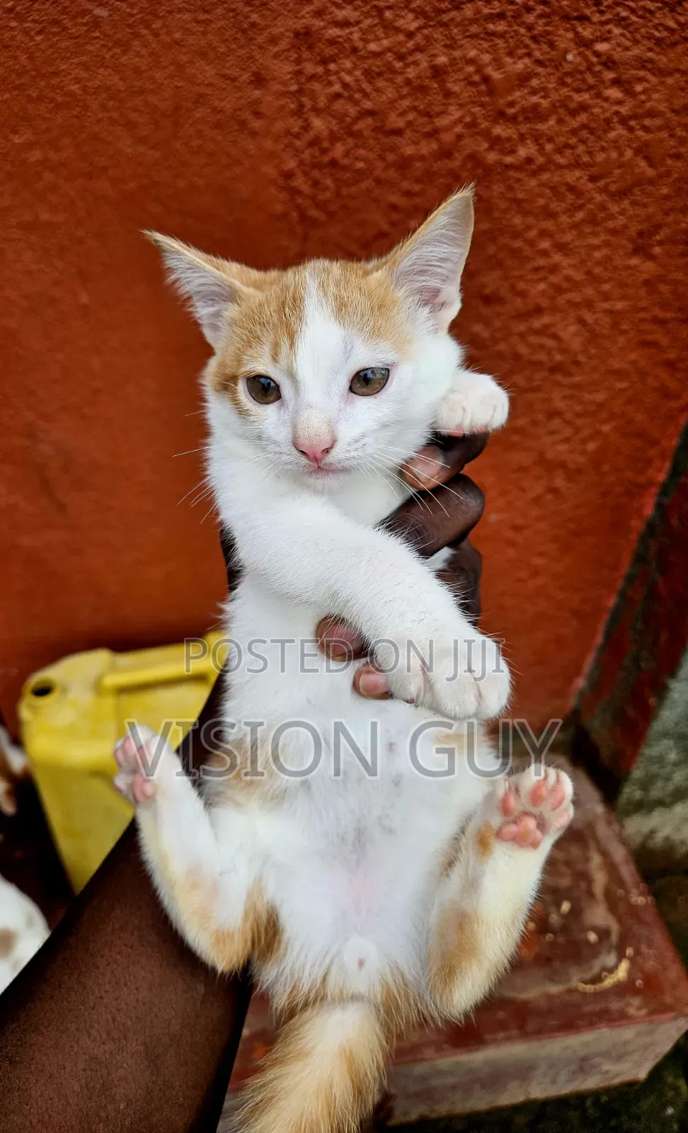 1-3 months Male Mixed Breed Exotic