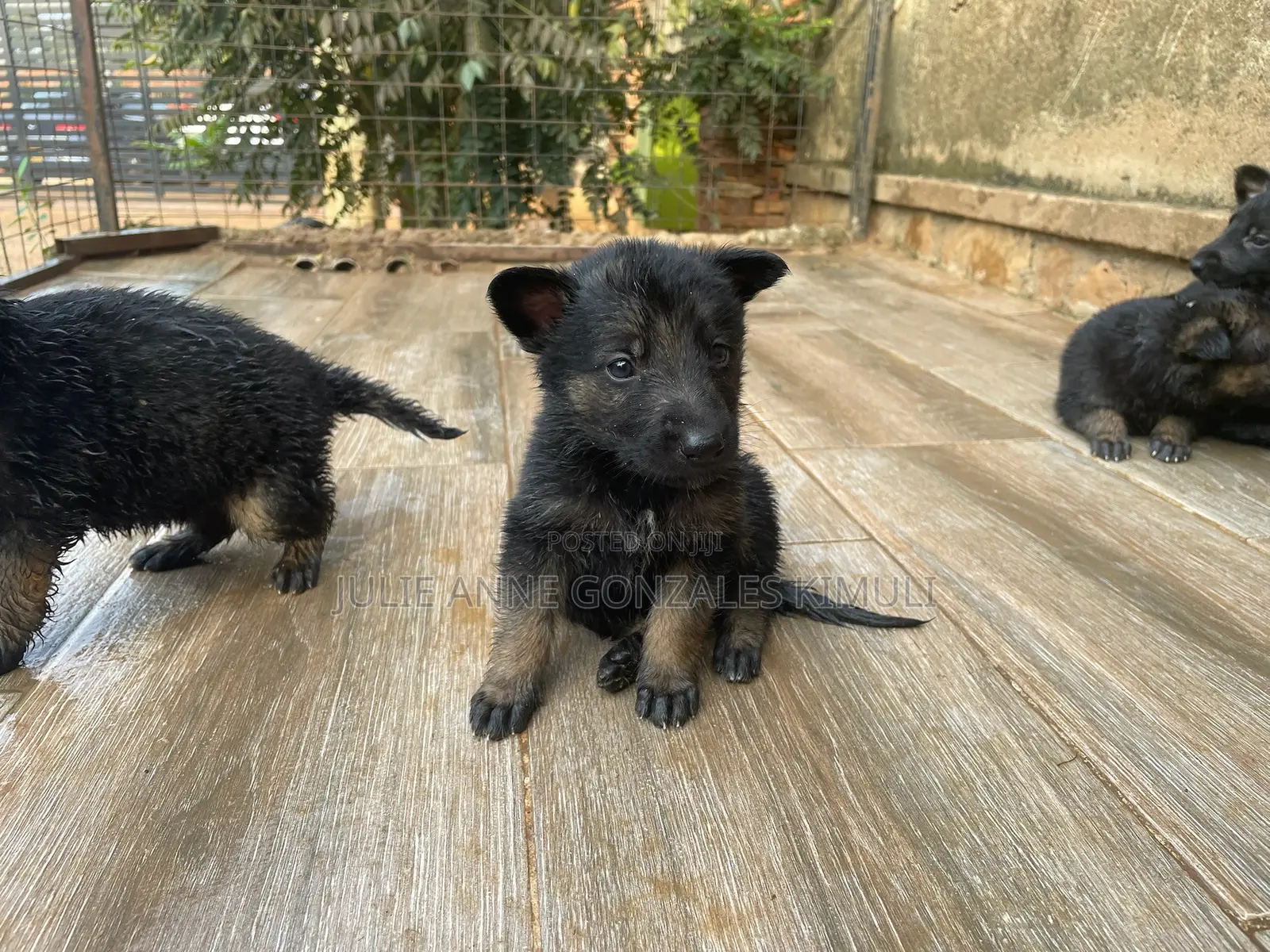 0-1 month Male Purebred German Shepherd