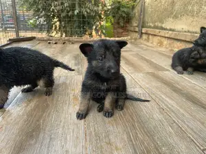 0-1 month Male Purebred German Shepherd