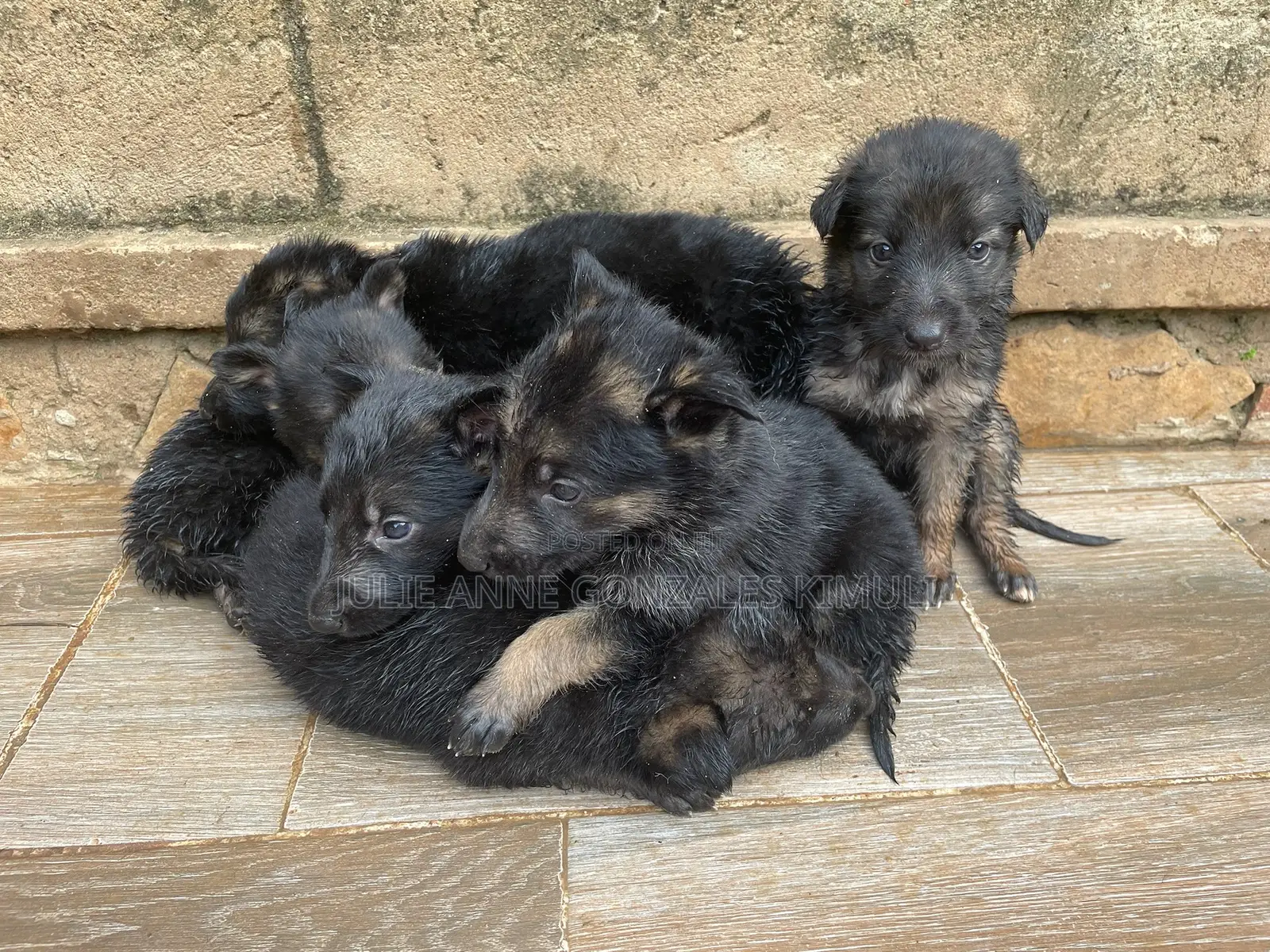 0-1 month Male Purebred German Shepherd