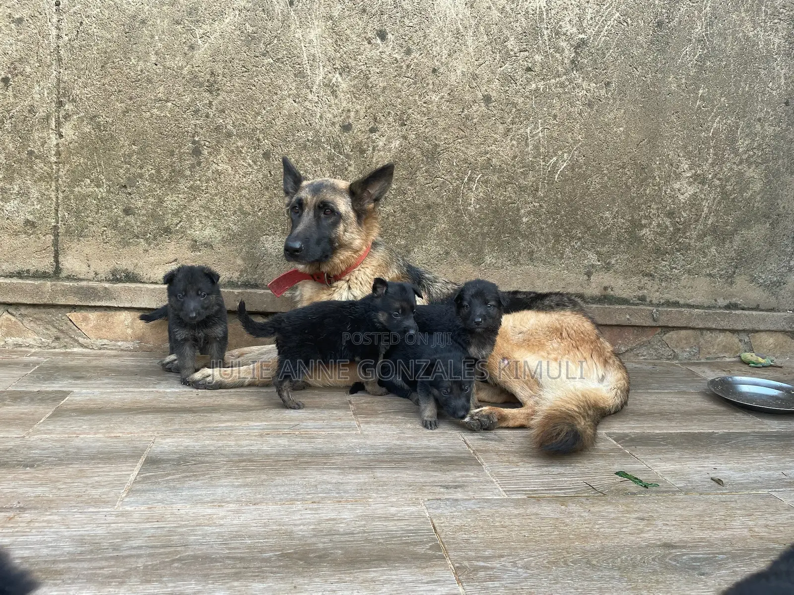 0-1 month Male Purebred German Shepherd