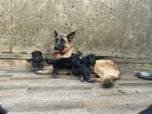 0-1 month Male Purebred German Shepherd
