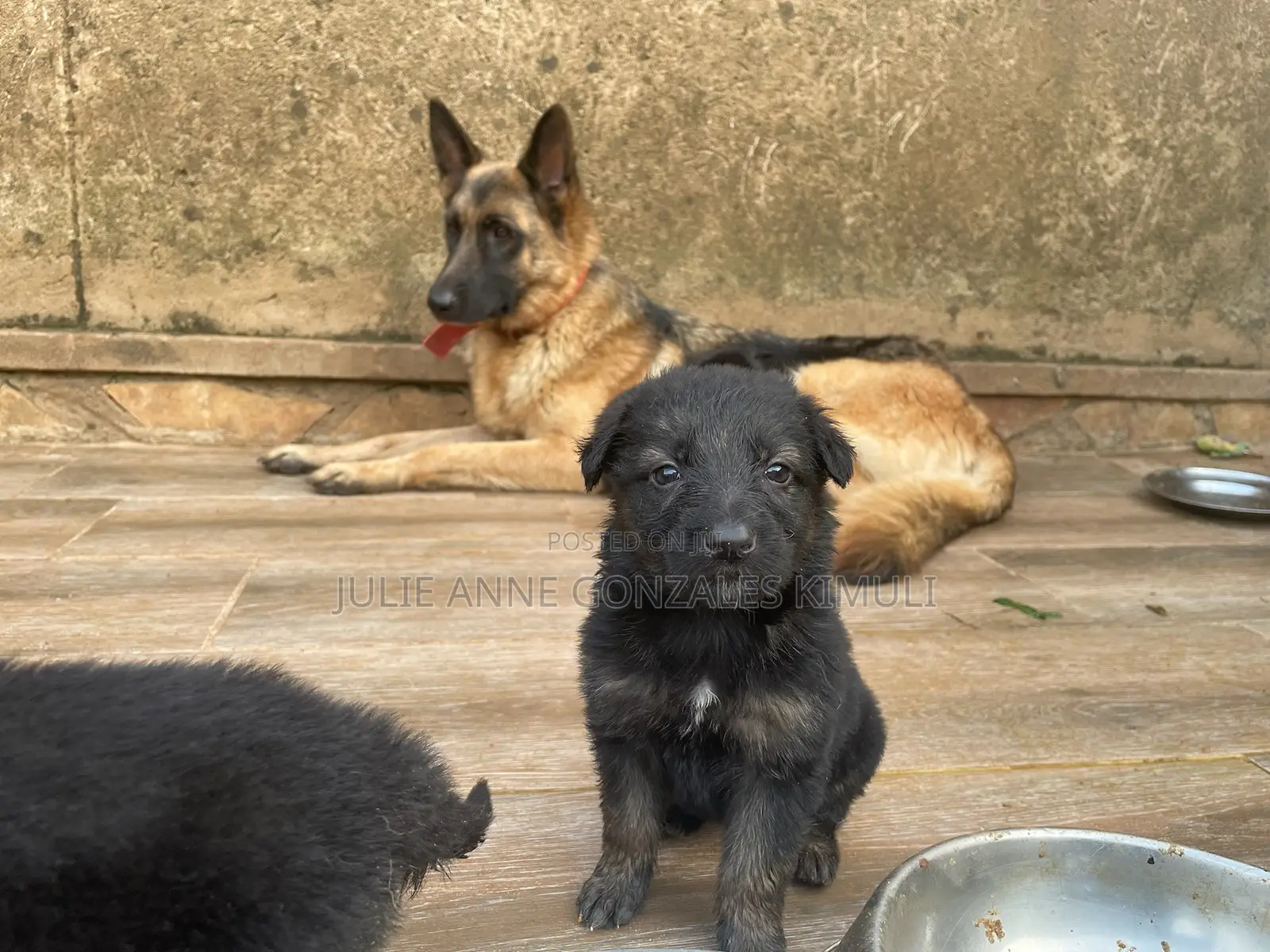 0-1 month Male Purebred German Shepherd