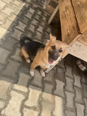 3-6 months Female Purebred German Shepherd