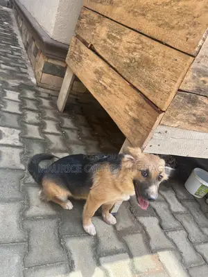 3-6 months Female Purebred German Shepherd