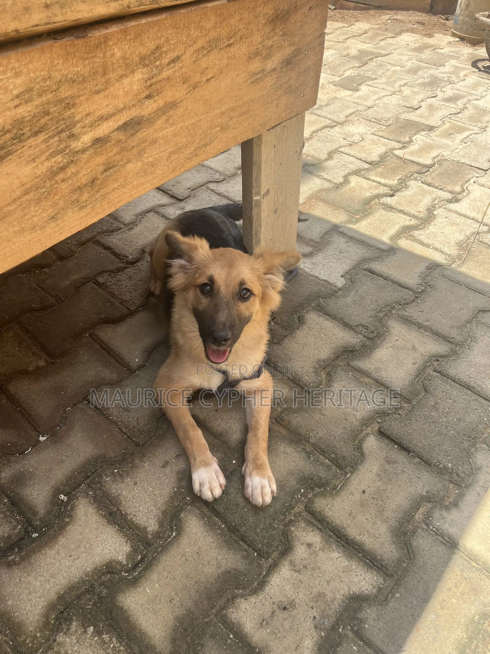 3-6 months Female Purebred German Shepherd