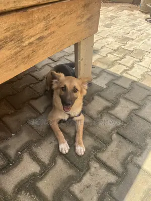 3-6 months Female Purebred German Shepherd