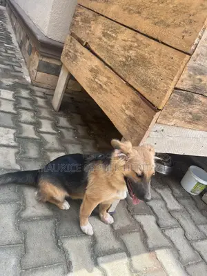 3-6 months Female Purebred German Shepherd