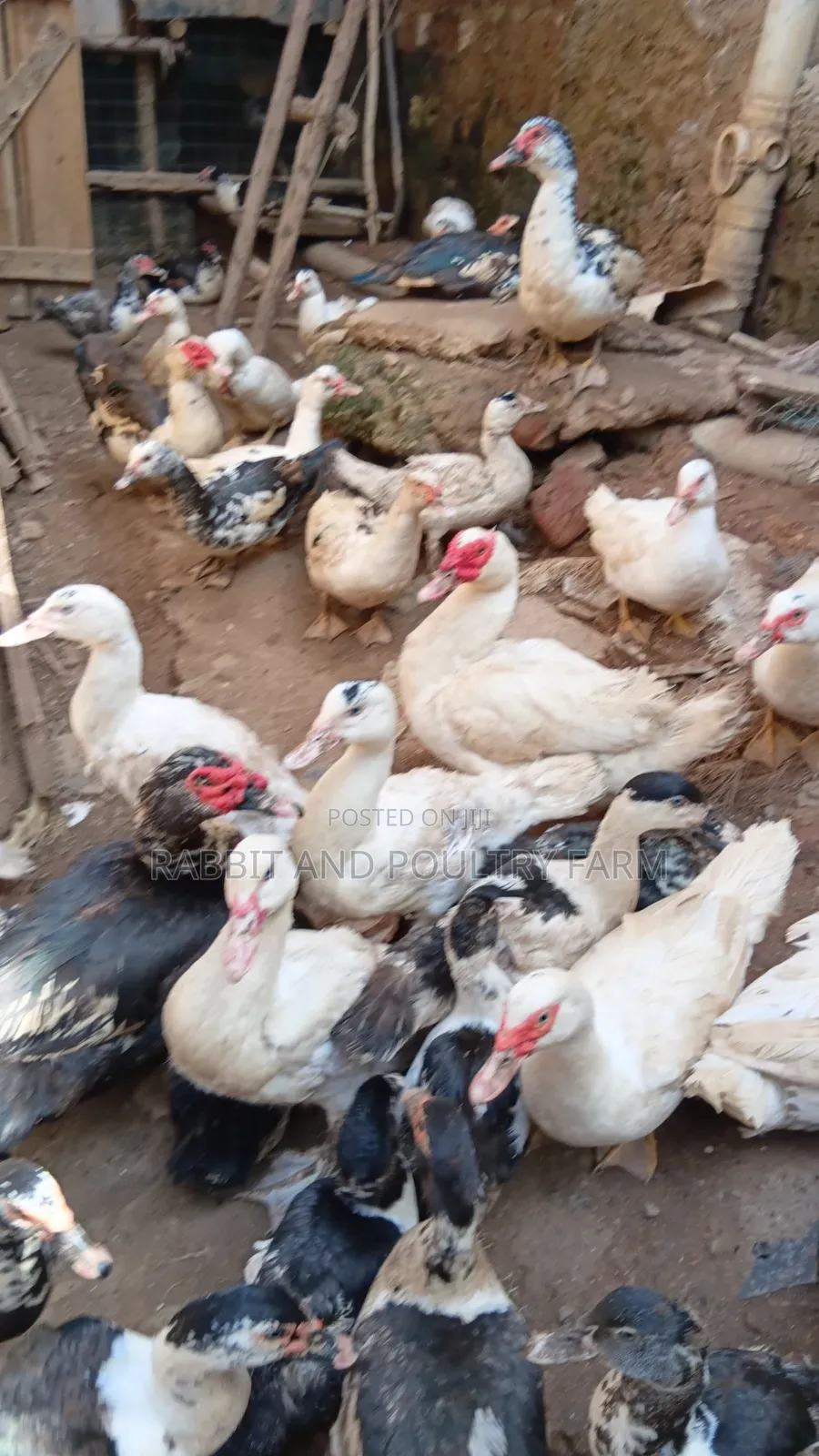 Ducks and Ducklings in Munyonyo