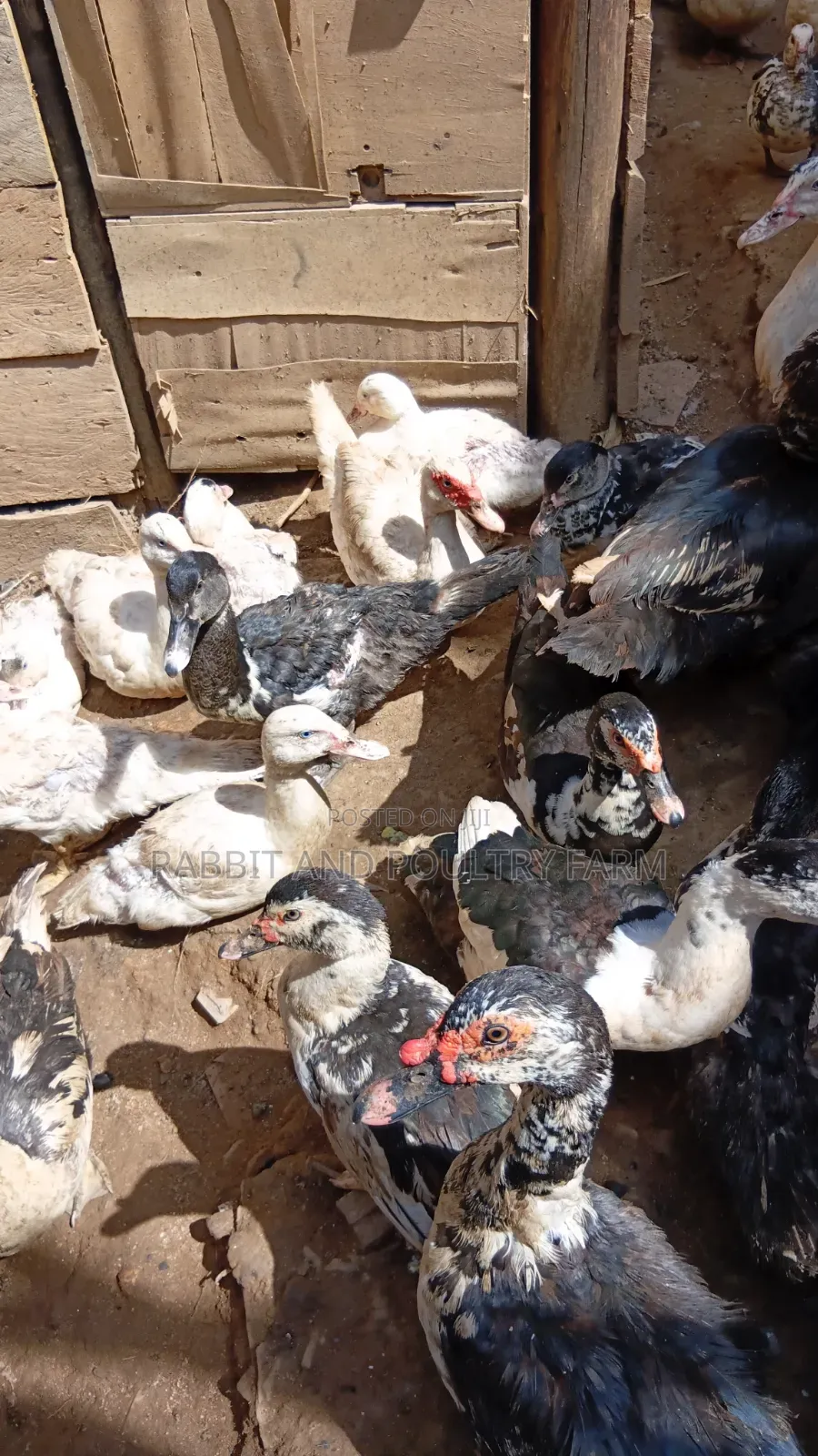 Ducks and Ducklings in Munyonyo