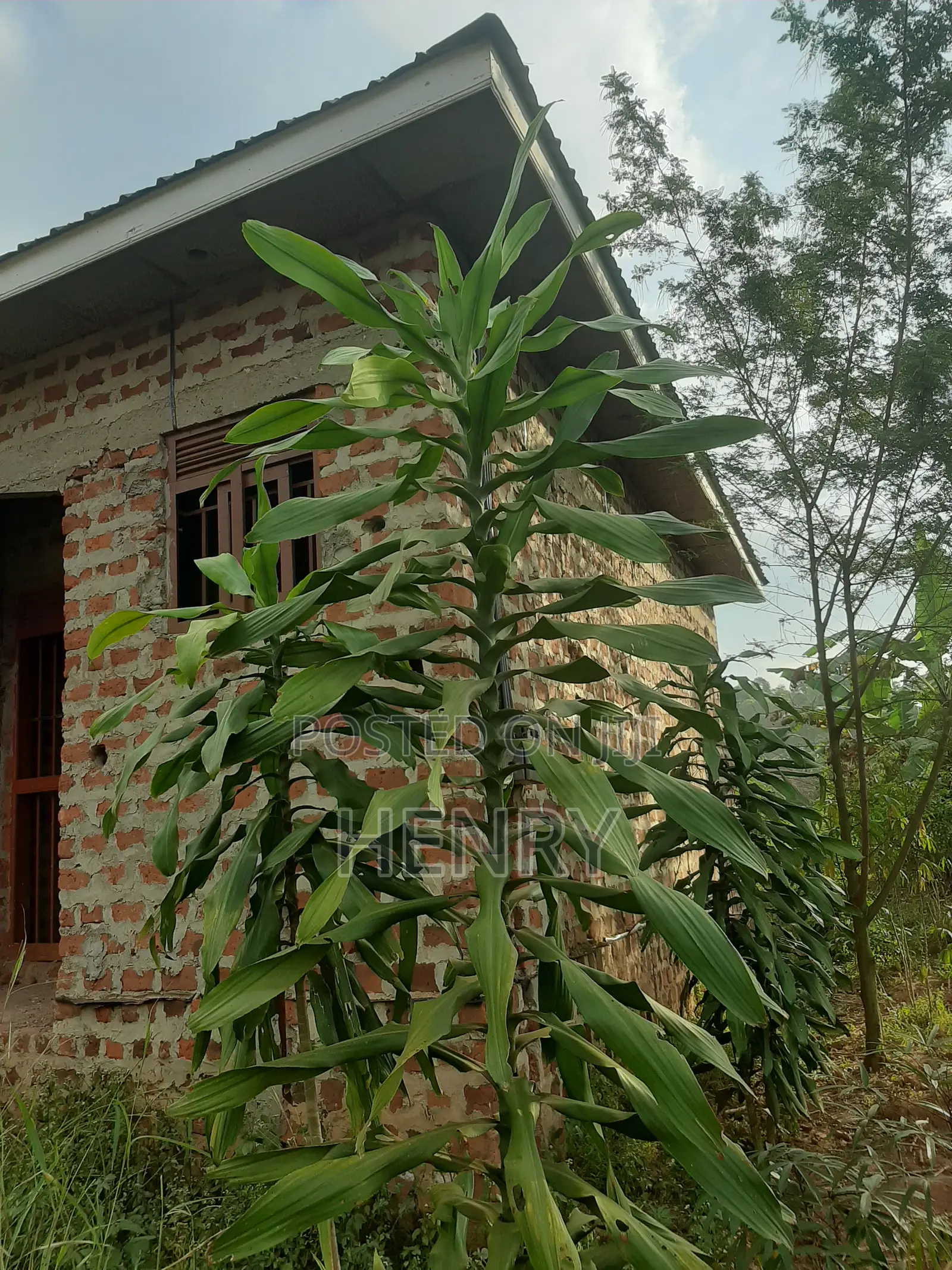 2bdrm House in Rentals, Wakiso / Wakiso for sale
