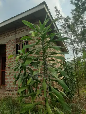 2bdrm House in Rentals, Wakiso / Wakiso for sale