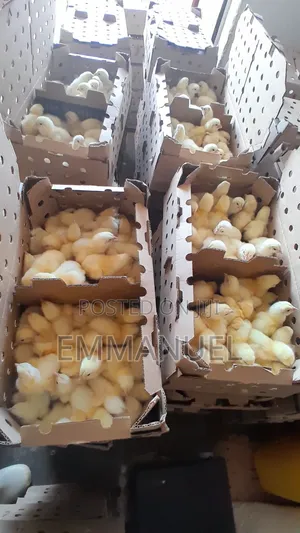 GOOD QUALITY Day Old Broilers. We Supply All Over the Country.
