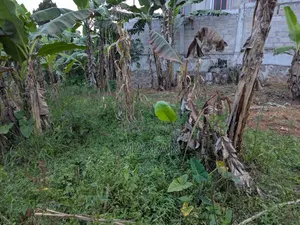Titled Land in Setta 50/100 Hot Sale