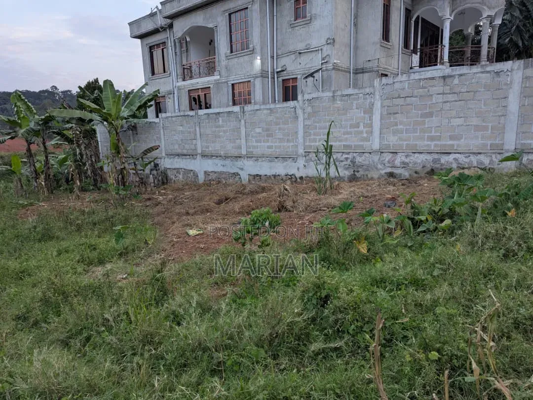 Titled Land in Setta 50/100 Hot Sale