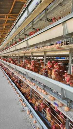H-Type Poultry Cages