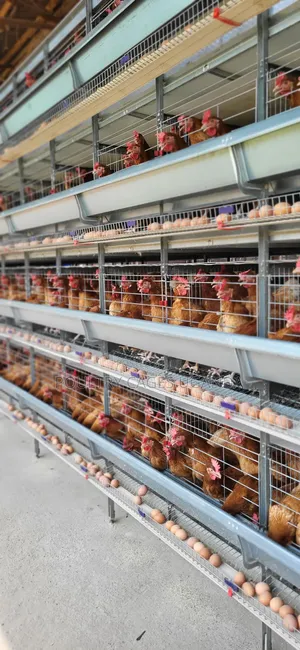 H-Type Poultry Cages