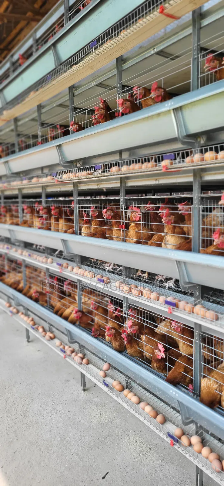 H-Type Poultry Cages
