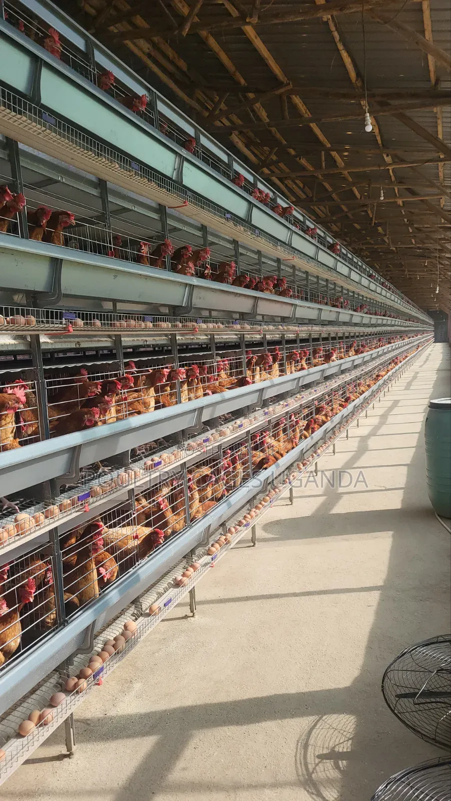 H-Type Poultry Cages