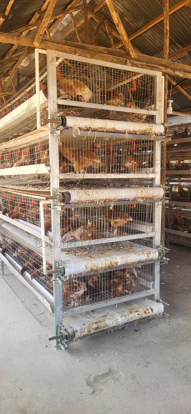 H-Type Poultry Cages