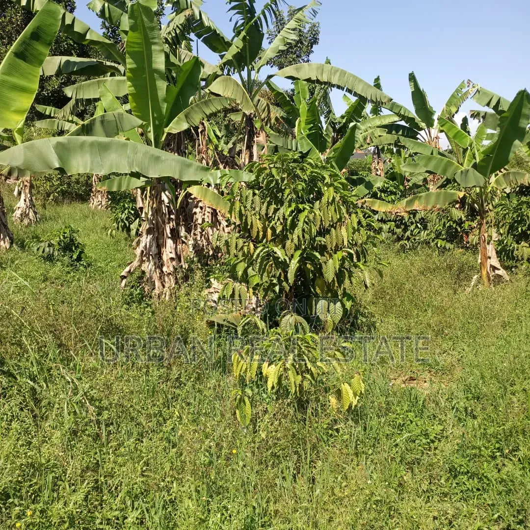 Kansangati Land for Sell