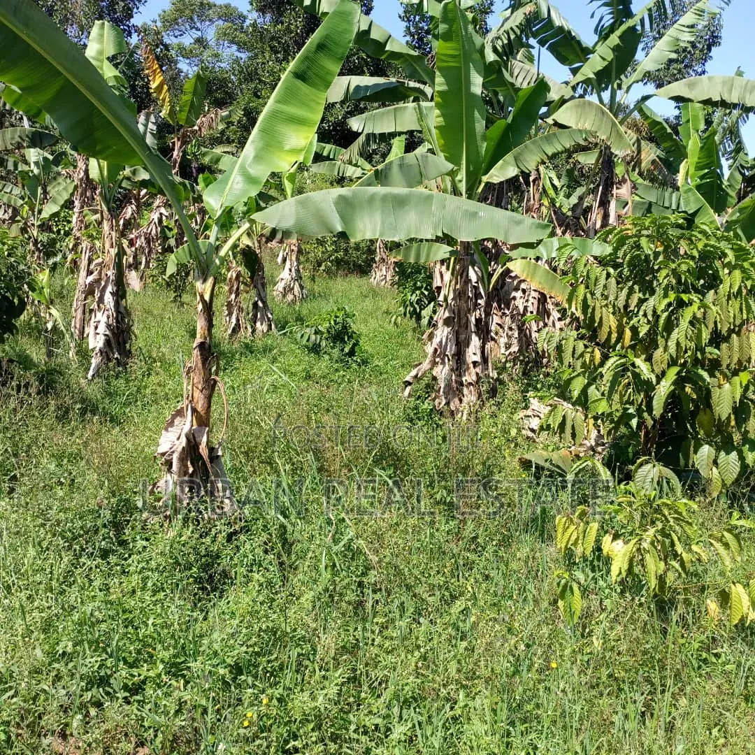 Kansangati Land for Sell