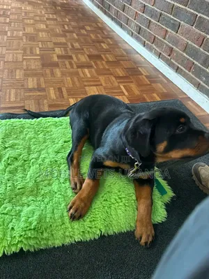 3-6 months Male Purebred Rottweiler
