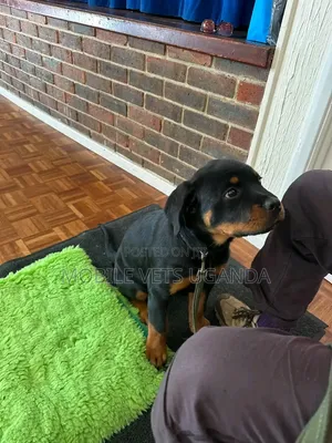 3-6 months Female Purebred Rottweiler