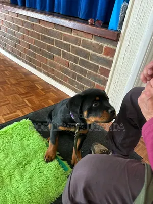 1-3 months Male Purebred Rottweiler