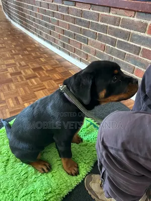 1-3 months Male Purebred Rottweiler