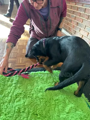 1-3 months Male Purebred Rottweiler