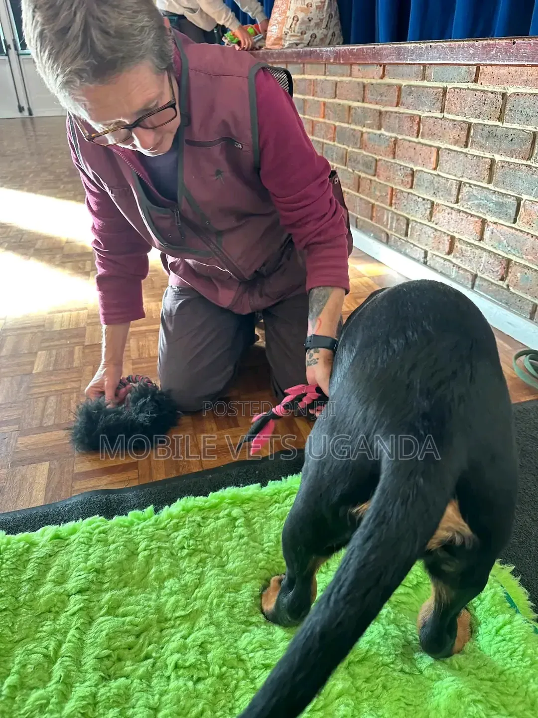 1-3 months Female Purebred Rottweiler