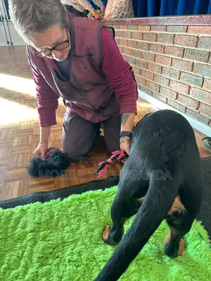 1-3 months Female Purebred Rottweiler