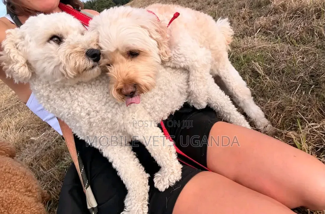 1-3 months Female Purebred Poodle