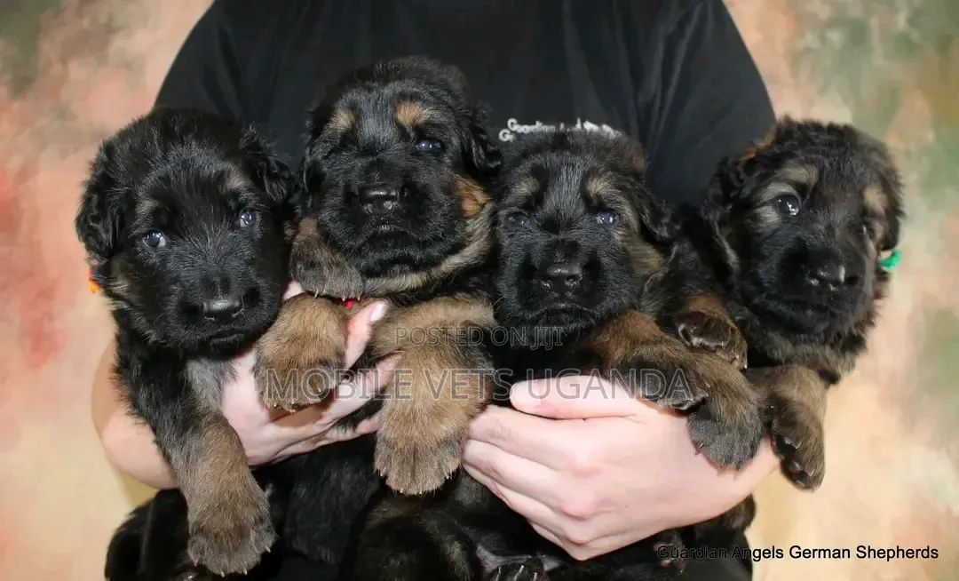 0-1 month Male Purebred German Shepherd
