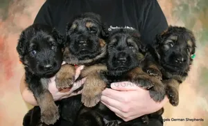 0-1 month Male Purebred German Shepherd