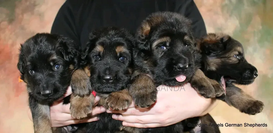 1-3 months Female Purebred German Shepherd