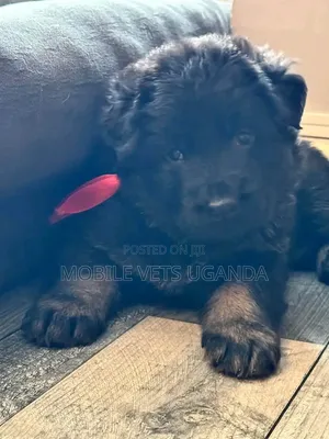 1-3 months Female Purebred German Shepherd