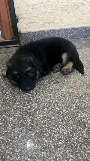 1-3 months Male Purebred German Shepherd