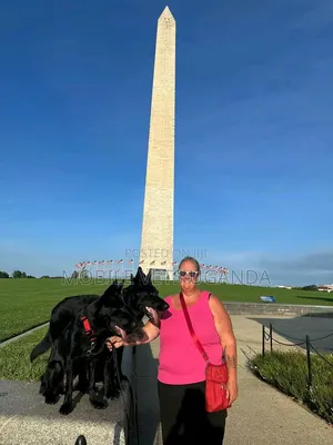 3-6 months Male Purebred German Shepherd