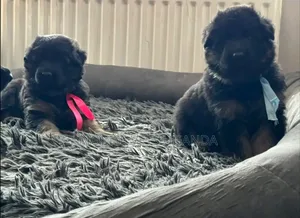 0-1 month Male Purebred German Shepherd