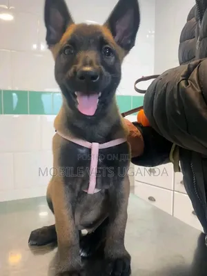 1-3 months Female Purebred Belgian Malinois